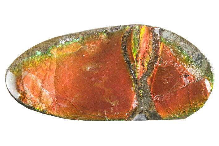 Iridescent Ammolite (Fossil Ammonite Shell) - Alberta #357485